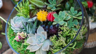 healing succulent plants nyt