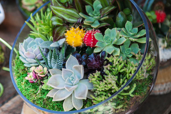 healing succulent plants nyt