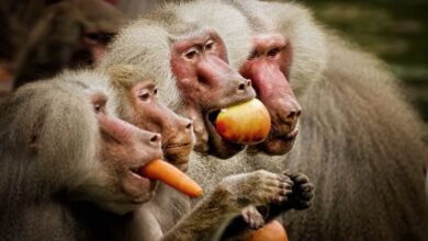 What Birds Do Baboons Eat