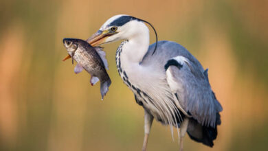 What Birds Eat Koi