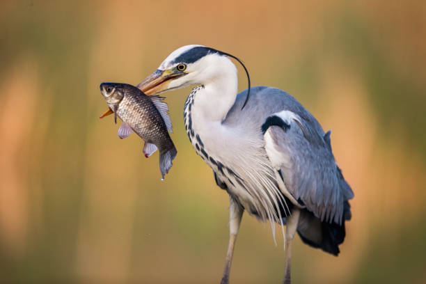 What Birds Eat Koi